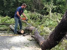 Best Lot and Land Clearing Services  in Salado, TX