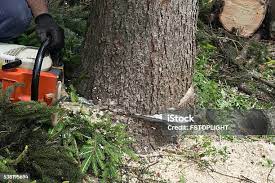 Best Tree Trimming and Pruning  in Salado, TX