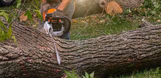 Best Fruit Tree Pruning  in Salado, TX