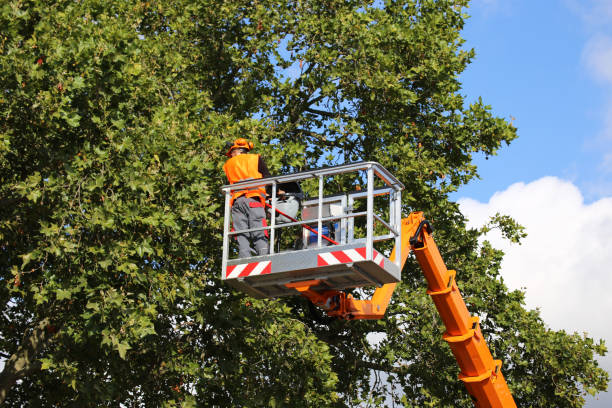 Best Seasonal Cleanup  in Salado, TX