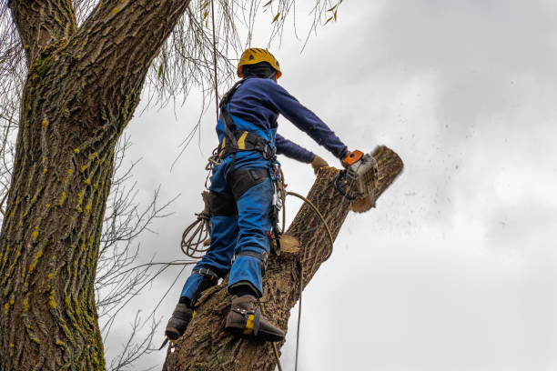 Best Firewood Processing and Delivery  in Salado, TX