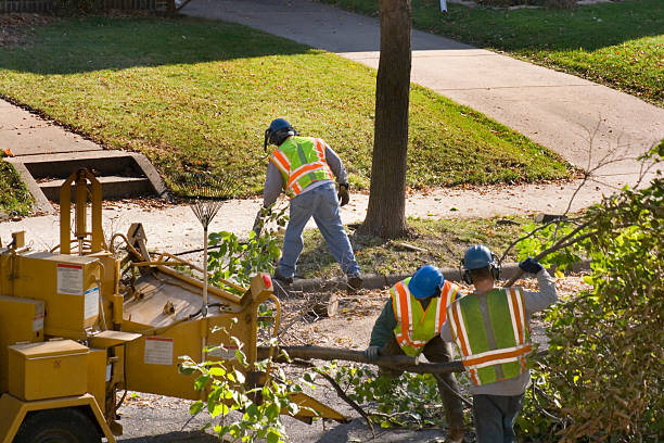 Best Tree Planting Services  in Salado, TX