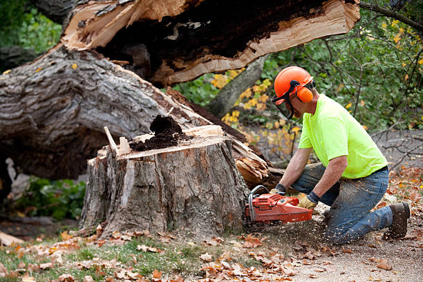 Best Tree Health Inspection  in Salado, TX